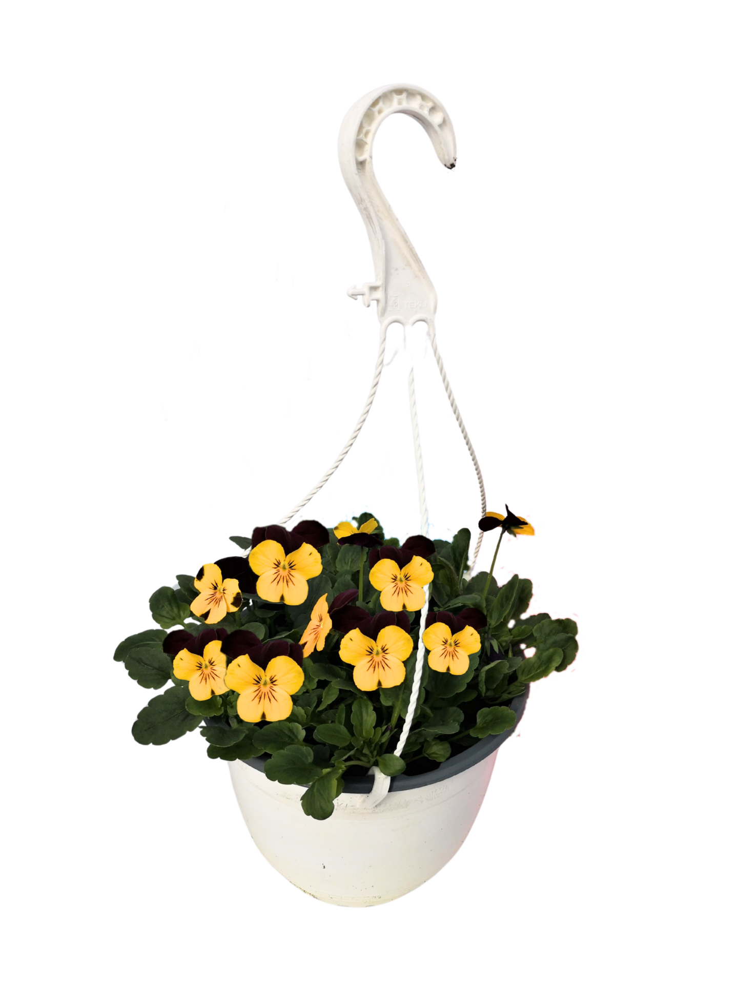 Orvokki amppeli 19cm mix