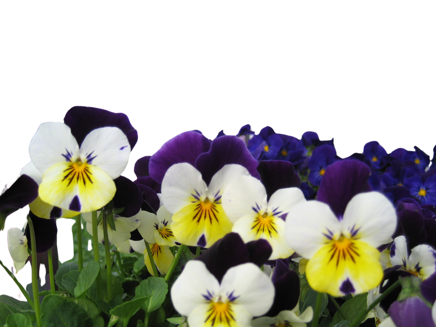 Orvokki amppeli 19cm mix