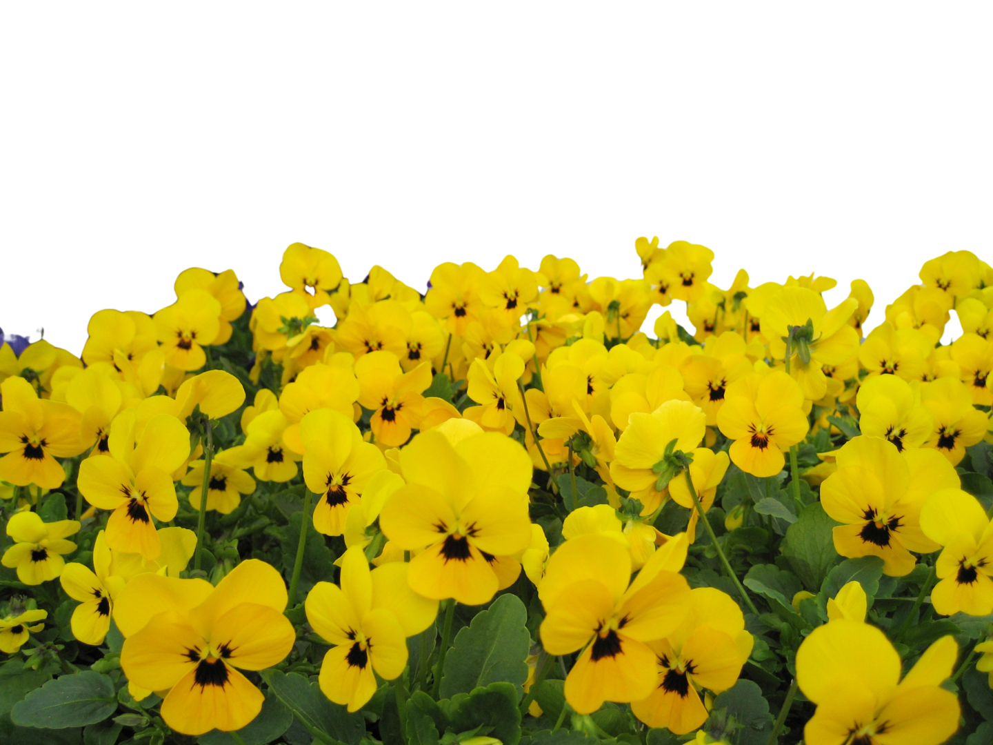 Orvokki amppeli 19cm mix