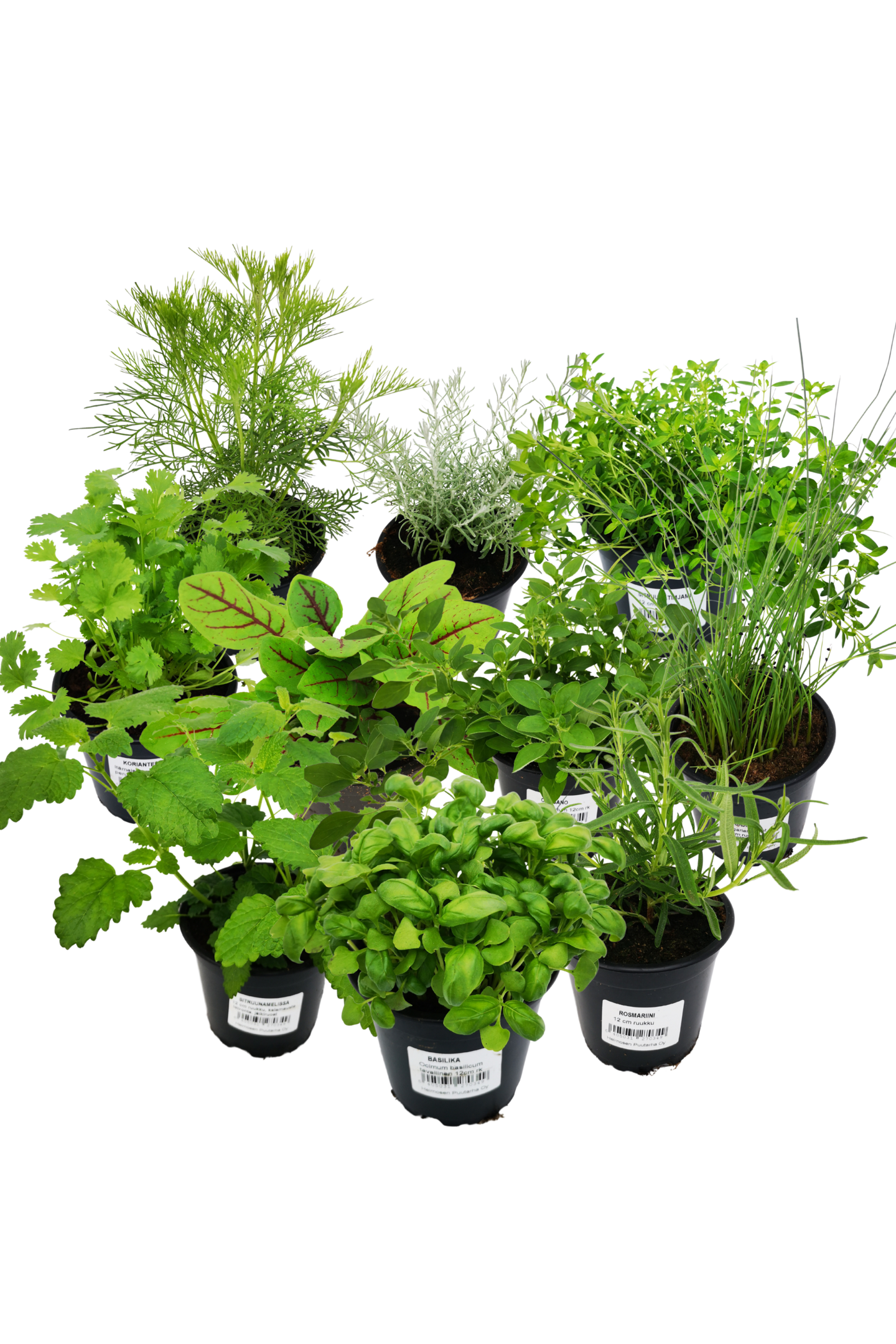 Yrttilajitelma 12cm ruukku