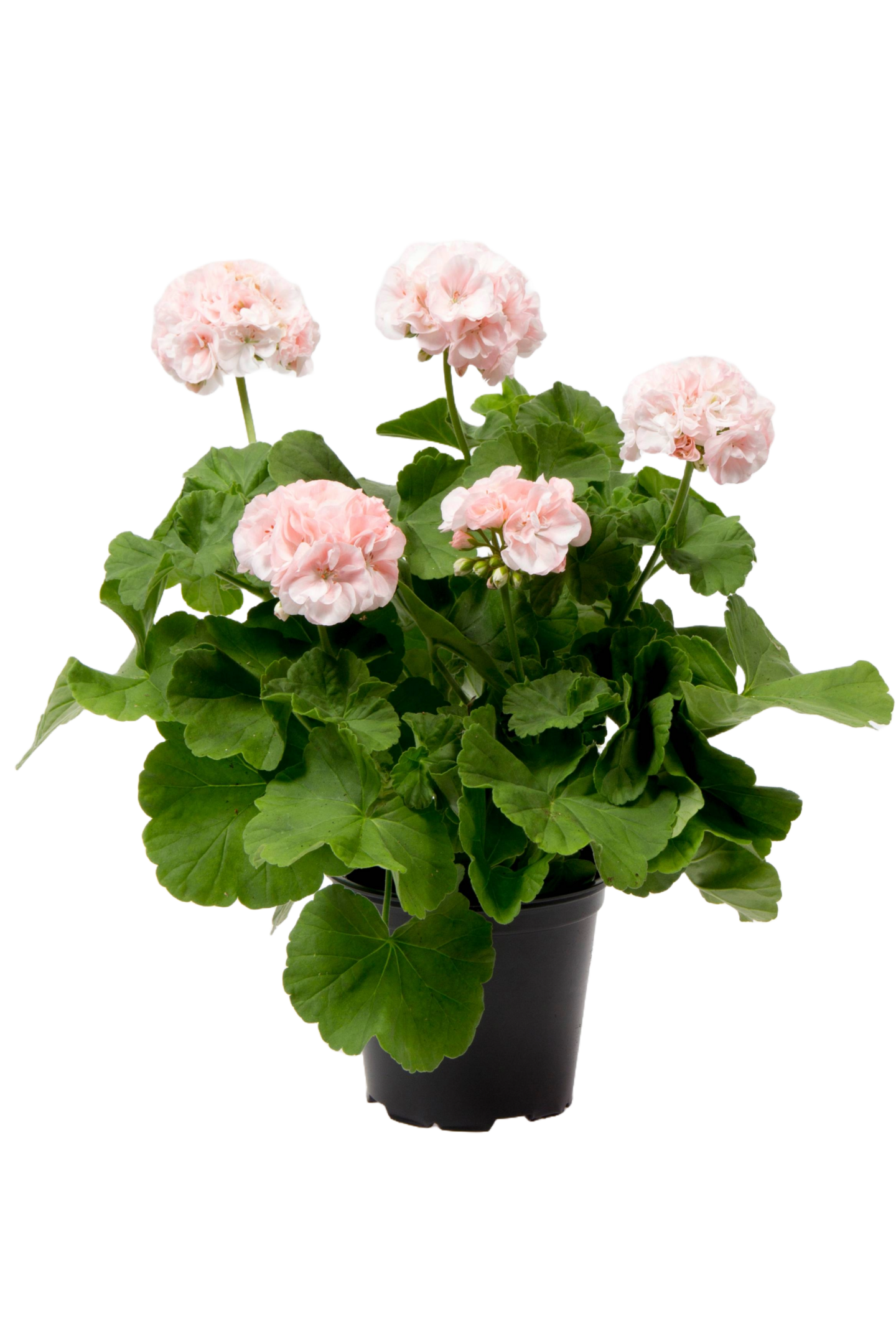 Vanhanajan pelargoni mix 13cm ruukku