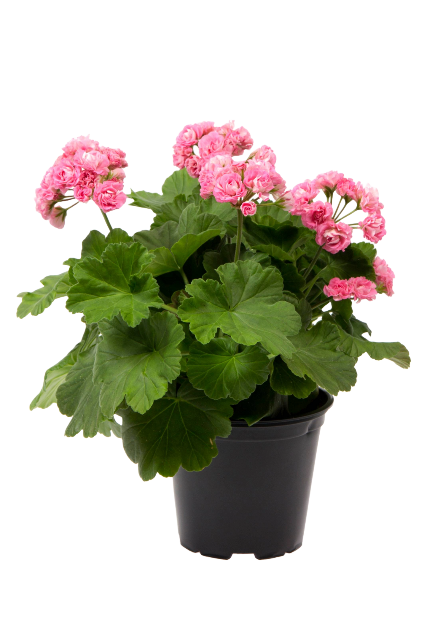 Vanhanajan pelargoni mix 13cm ruukku