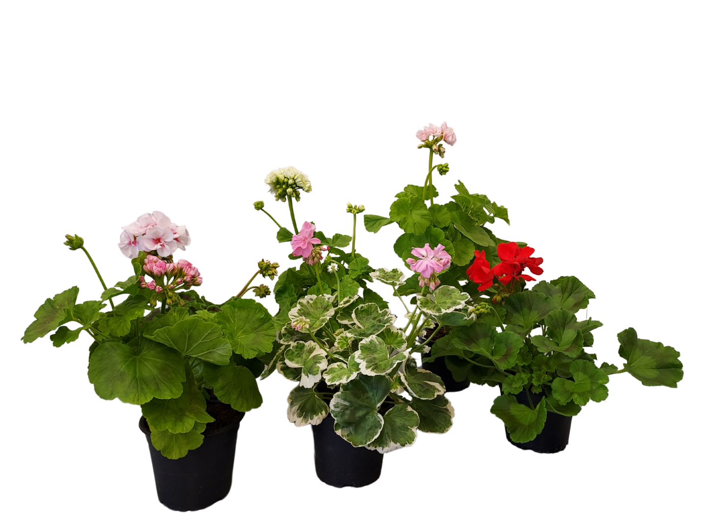 Vanhanajan pelargoni mix 13cm ruukku