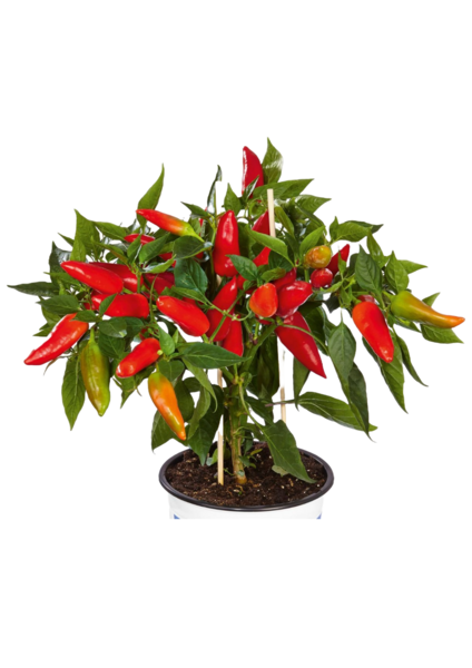 Chili lajitelma 12cm ruukku