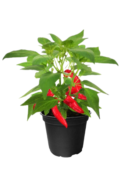 Chili lajitelma 12cm ruukku