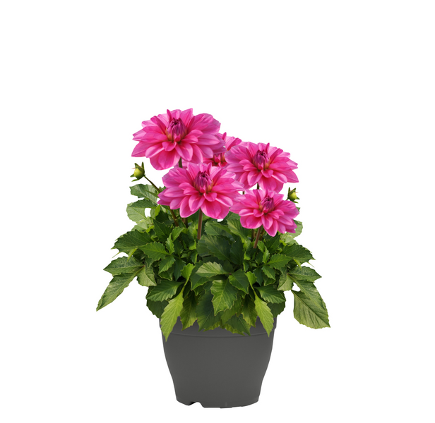 Patiokasvi lajitelma 19cm ruukku