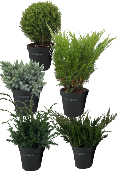 Teddytuija Thuja occidentalis Teddy 1,3l astia