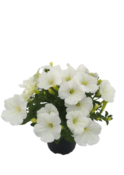 Riippupetunia 12cm mix