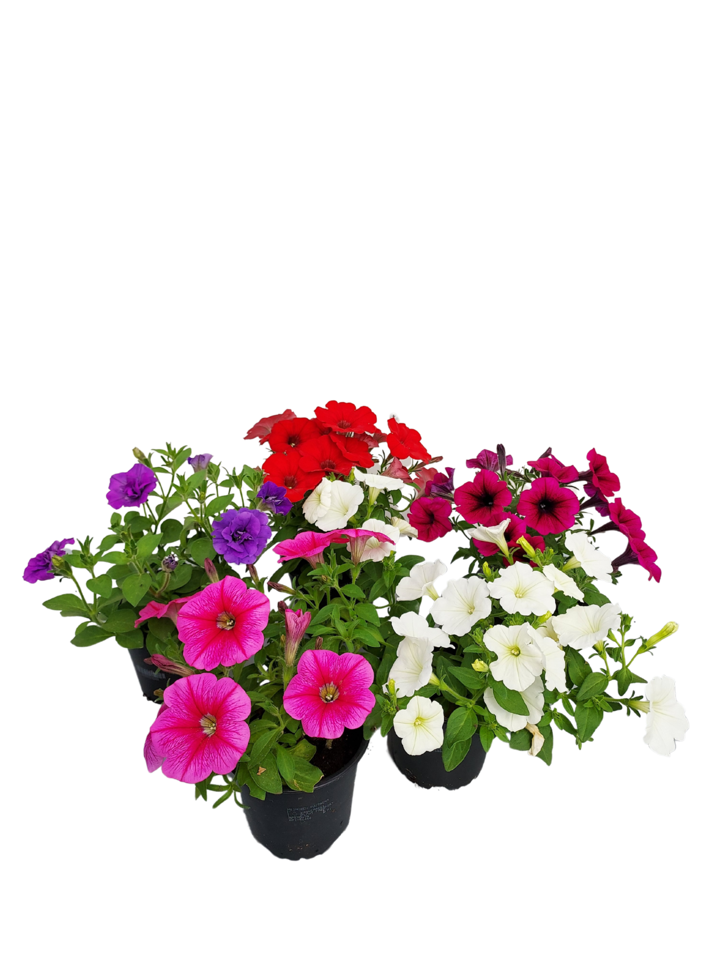 Riippupetunia 12cm mix
