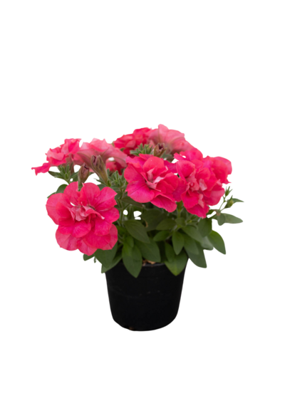 Riippupetunia 12cm mix