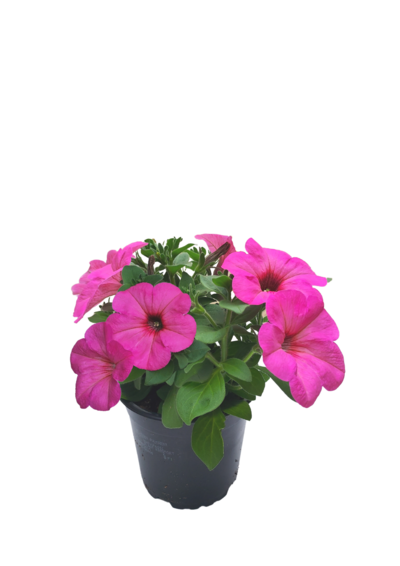 Riippupetunia 12cm mix