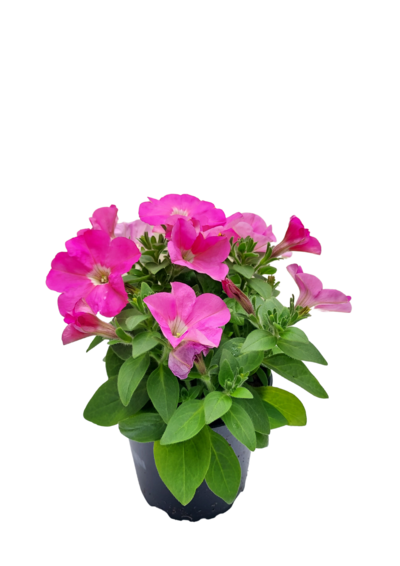 Riippupetunia 12cm mix