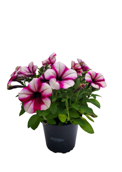 Riippupetunia 12cm mix