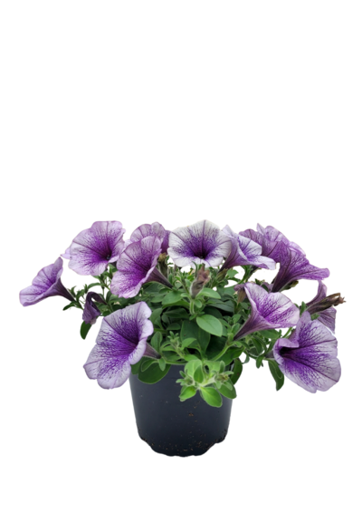 Riippupetunia 12cm mix