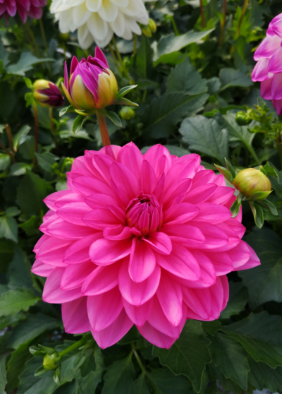 Gallerydaalia mix 15cm ruukku