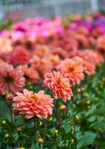 Gallerydaalia mix 15cm ruukku