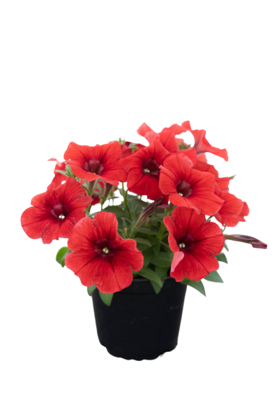 Riippupetunia 12cm mix