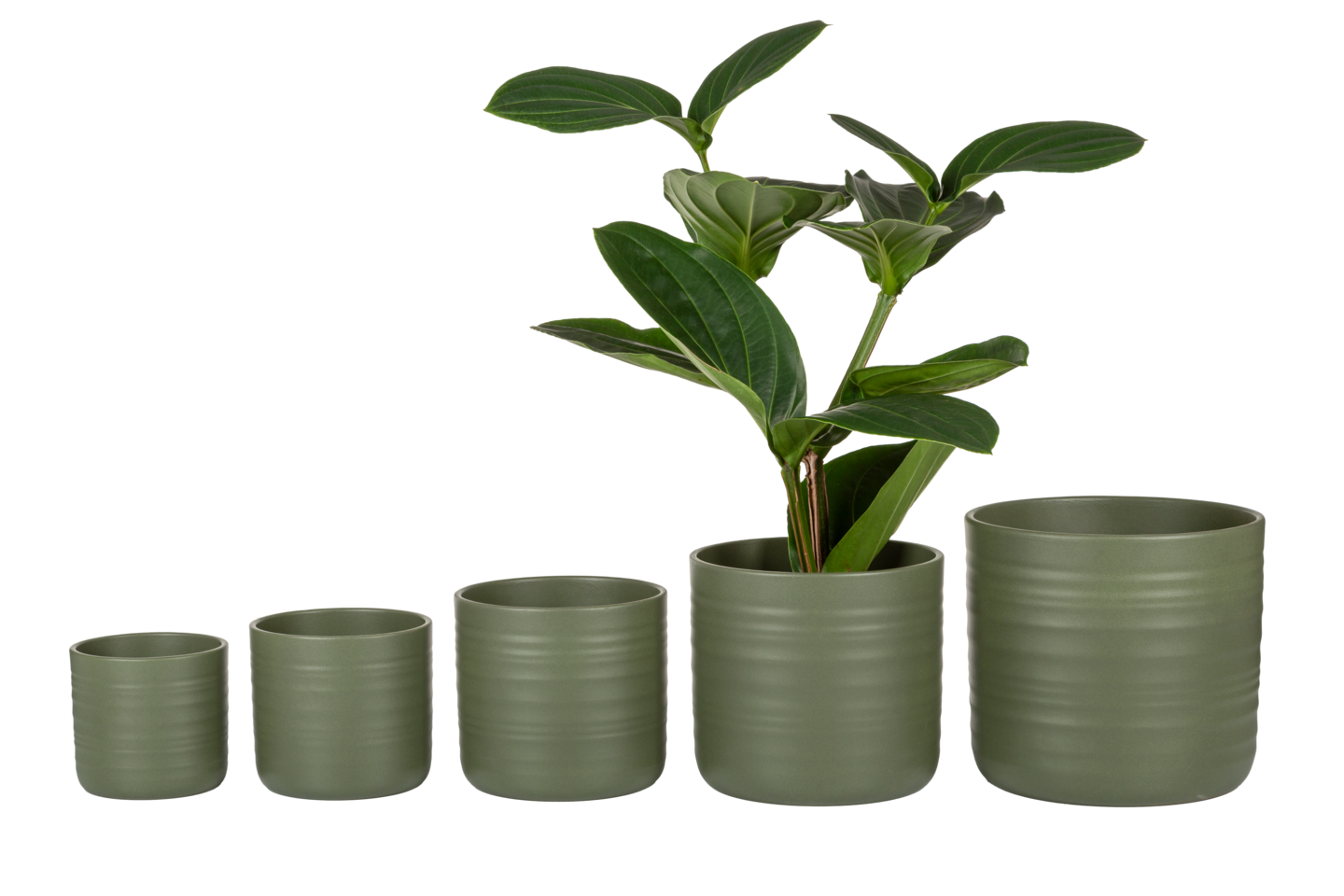 Suojaruuukku Scheurich 850 tummavihreä 23cm