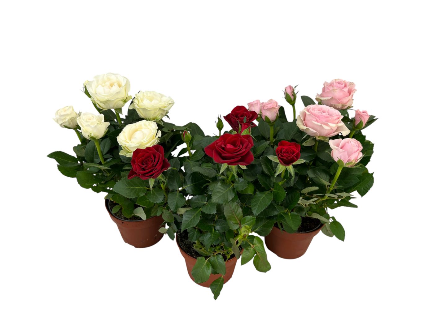 Ruusu Mix 14cm ruukku