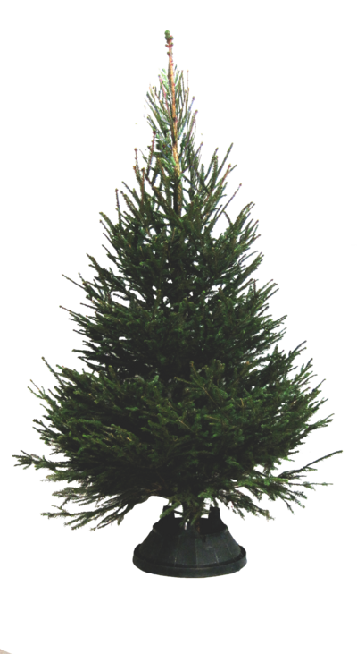 Metsäkuusi Picea abies 175-240cm Suomi
