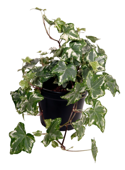 Muratti 10,5cm ruukku