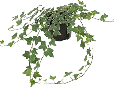 Muratti 10,5cm ruukku