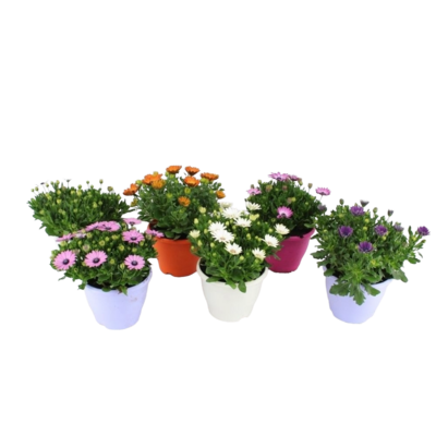 Sääkukka Osteospermum XL 19cm ruukku