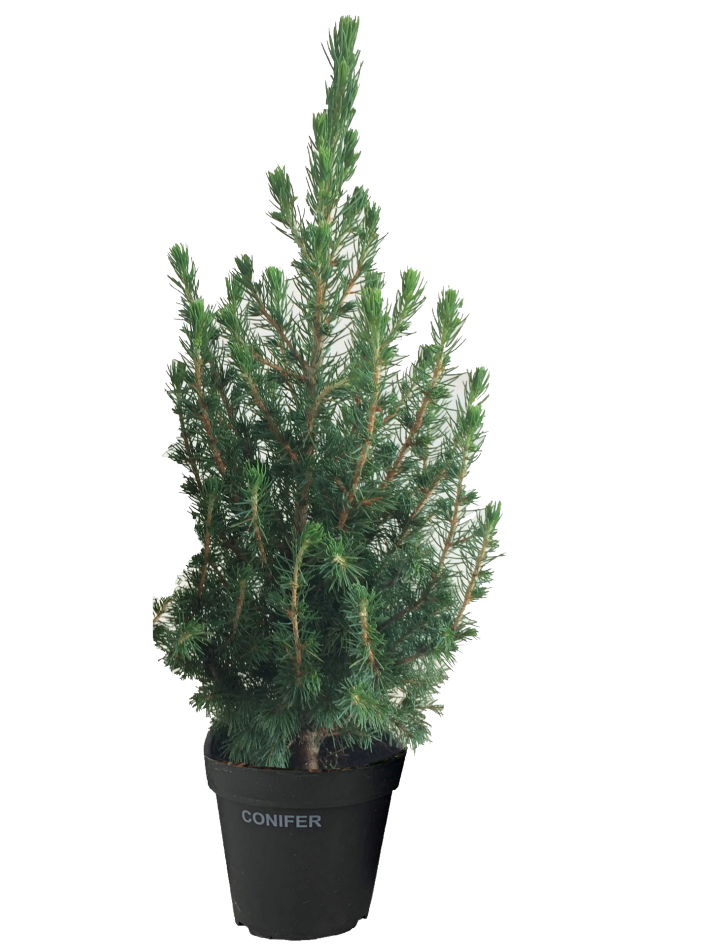 Kartiovalkokuusi Picea glauca Conica 1,3l astia