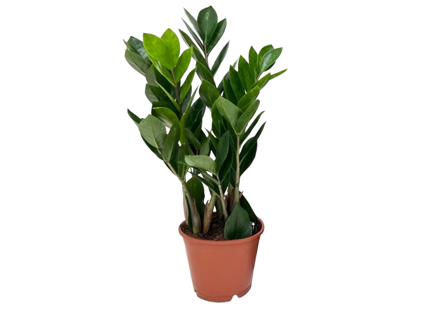 Palmuvehka Zamioculcas Zamiifolia 12cm ruukku