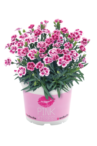 Neilikka Pink Kisses 12cm ruukku