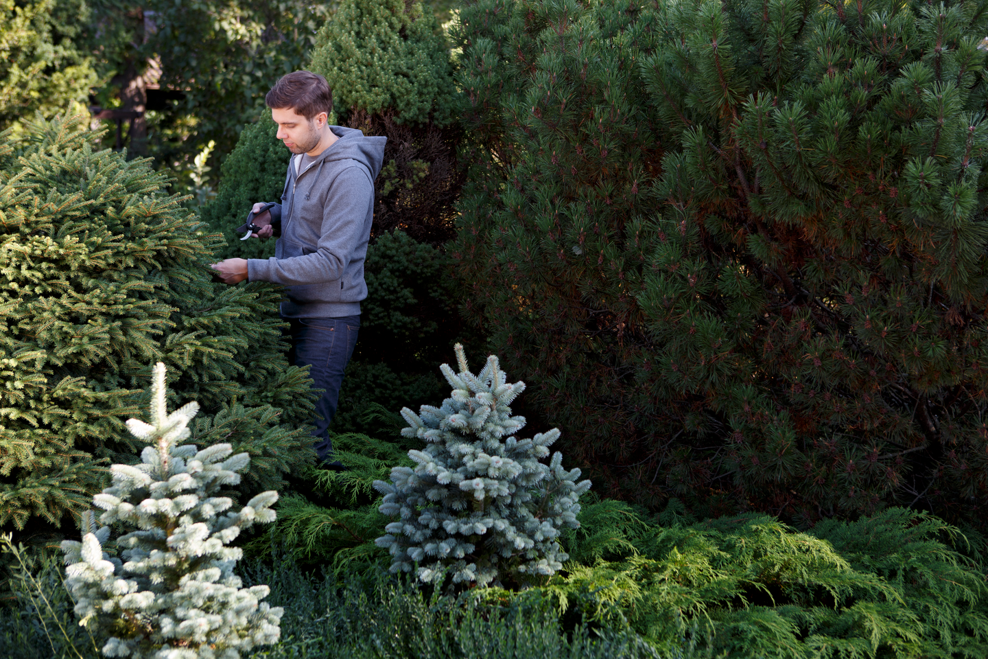 Havu- ja Rodolannoite Plus+ Kekkilä 3l