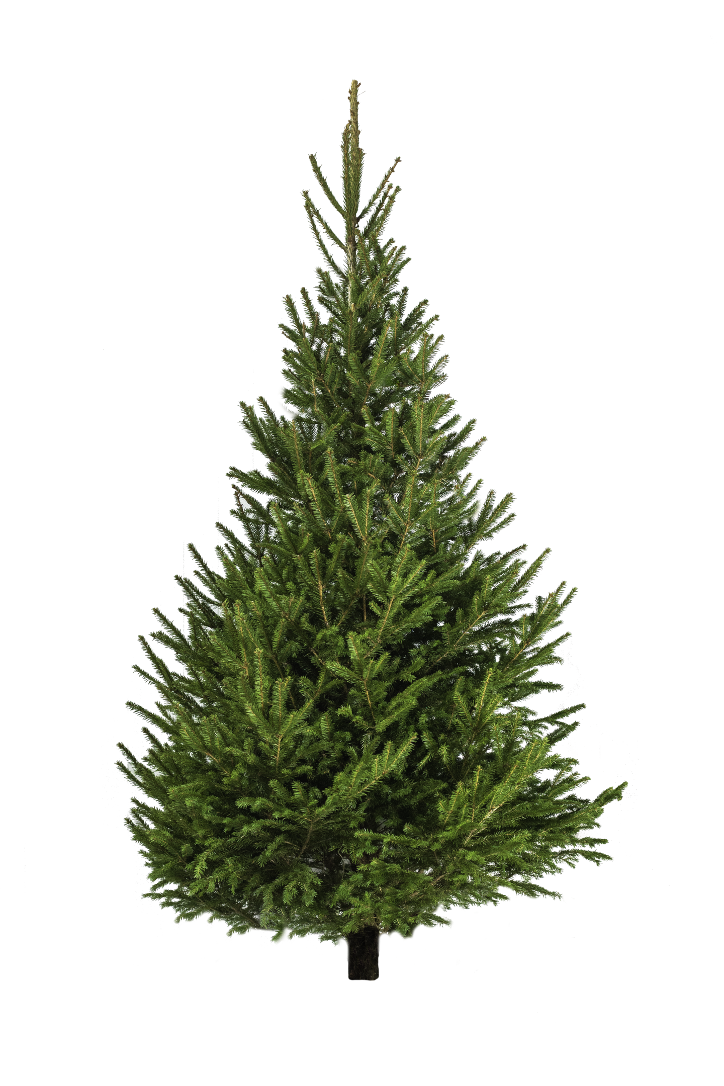 Metsäkuusi Picea abies 175-240cm Suomi