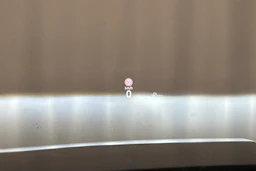 sininen Skoda Superb 2025 kuva 26.