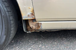 Keltainen Toyota Avensis Verso 2003 kuva 25.