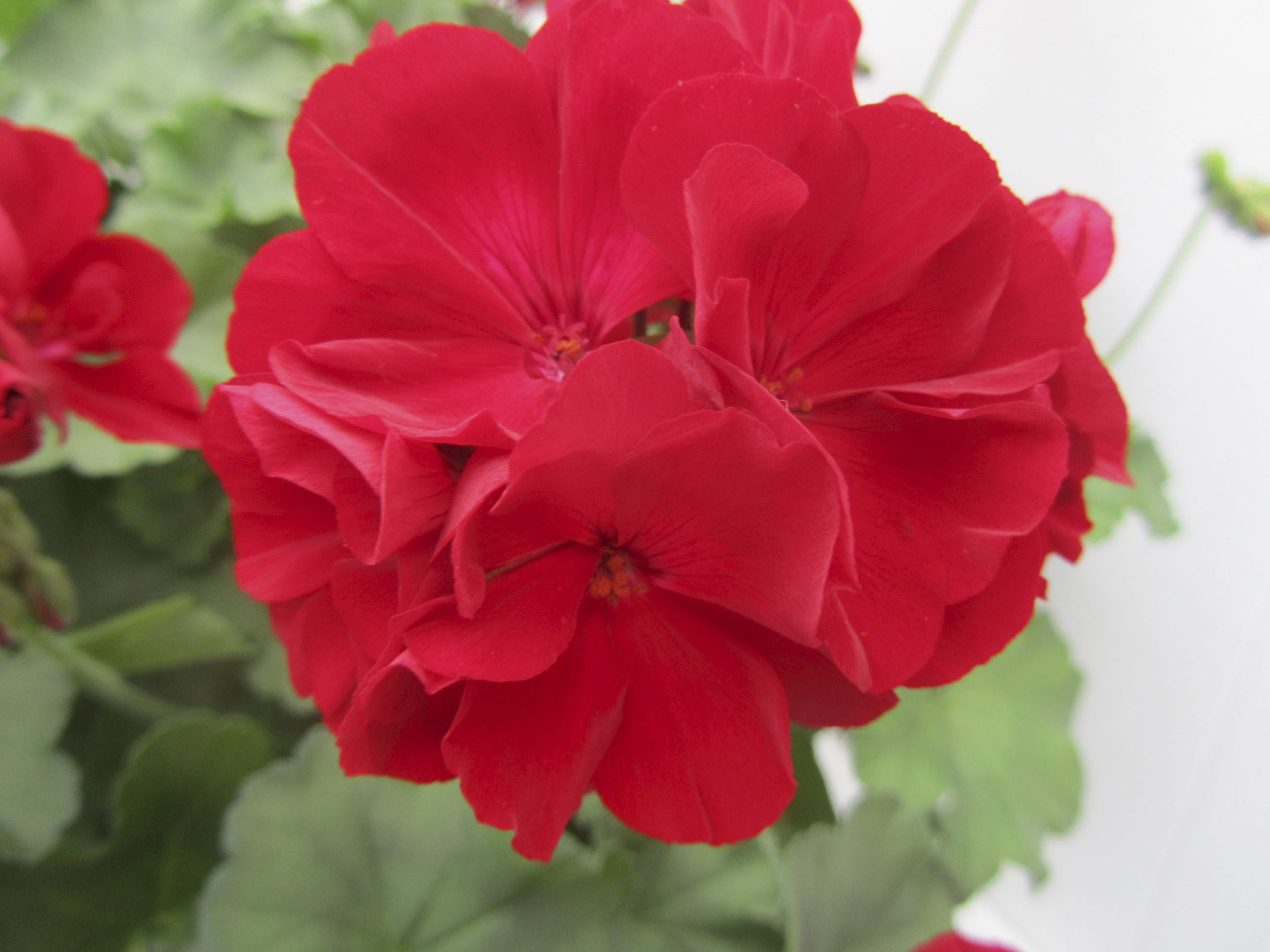 Pelargoni calliope 12cm ruukku