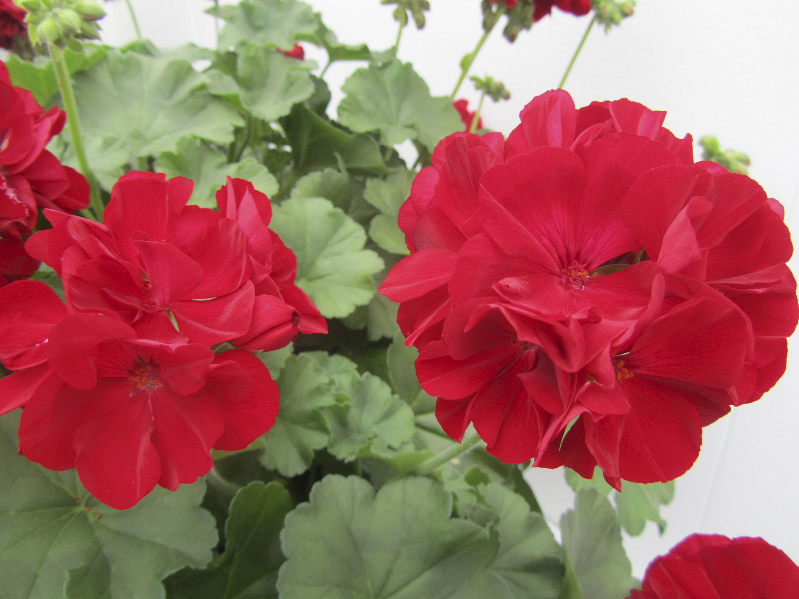 Pelargoni calliope 12cm ruukku