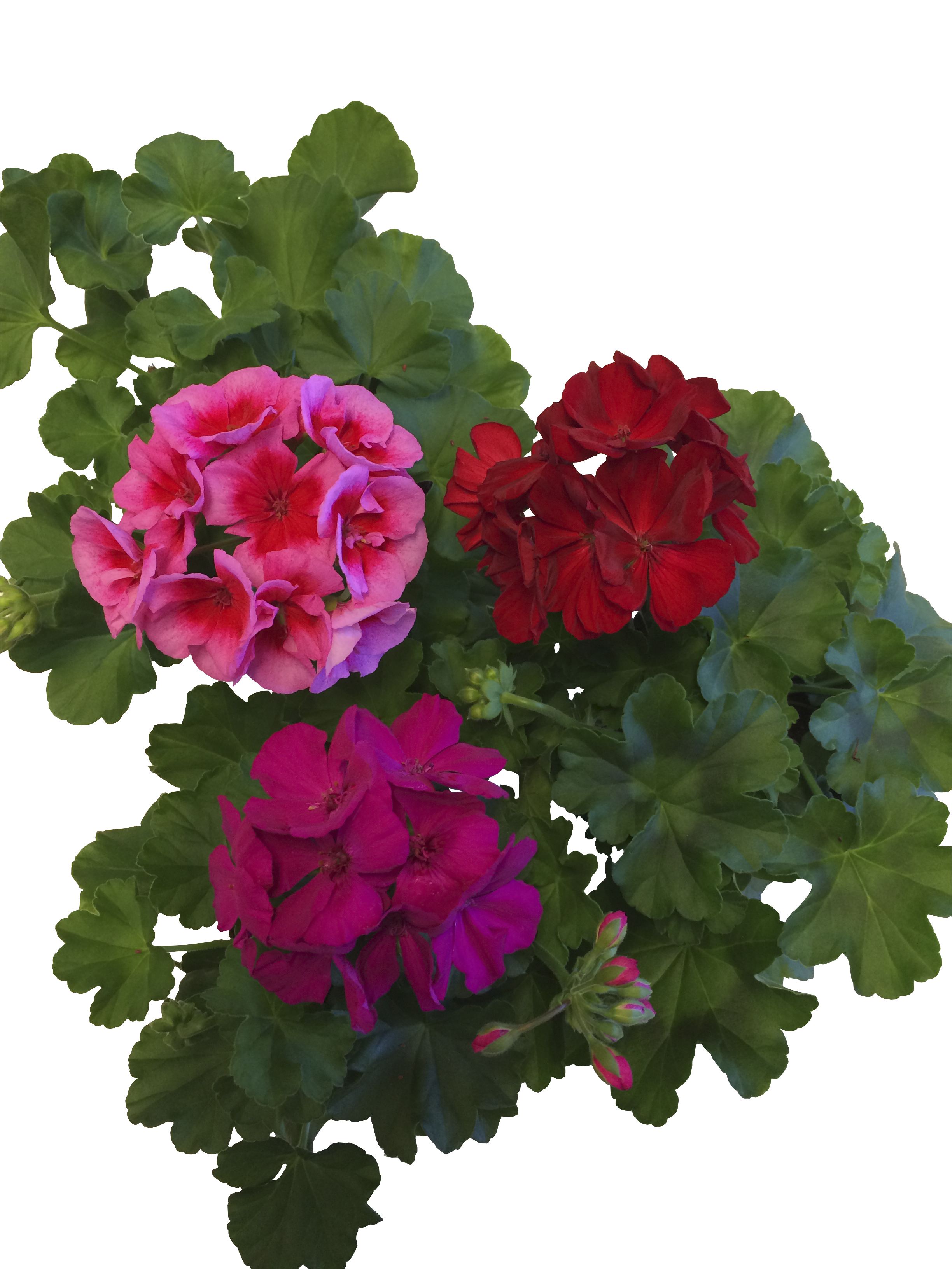 Pelargoni calliope 12cm ruukku