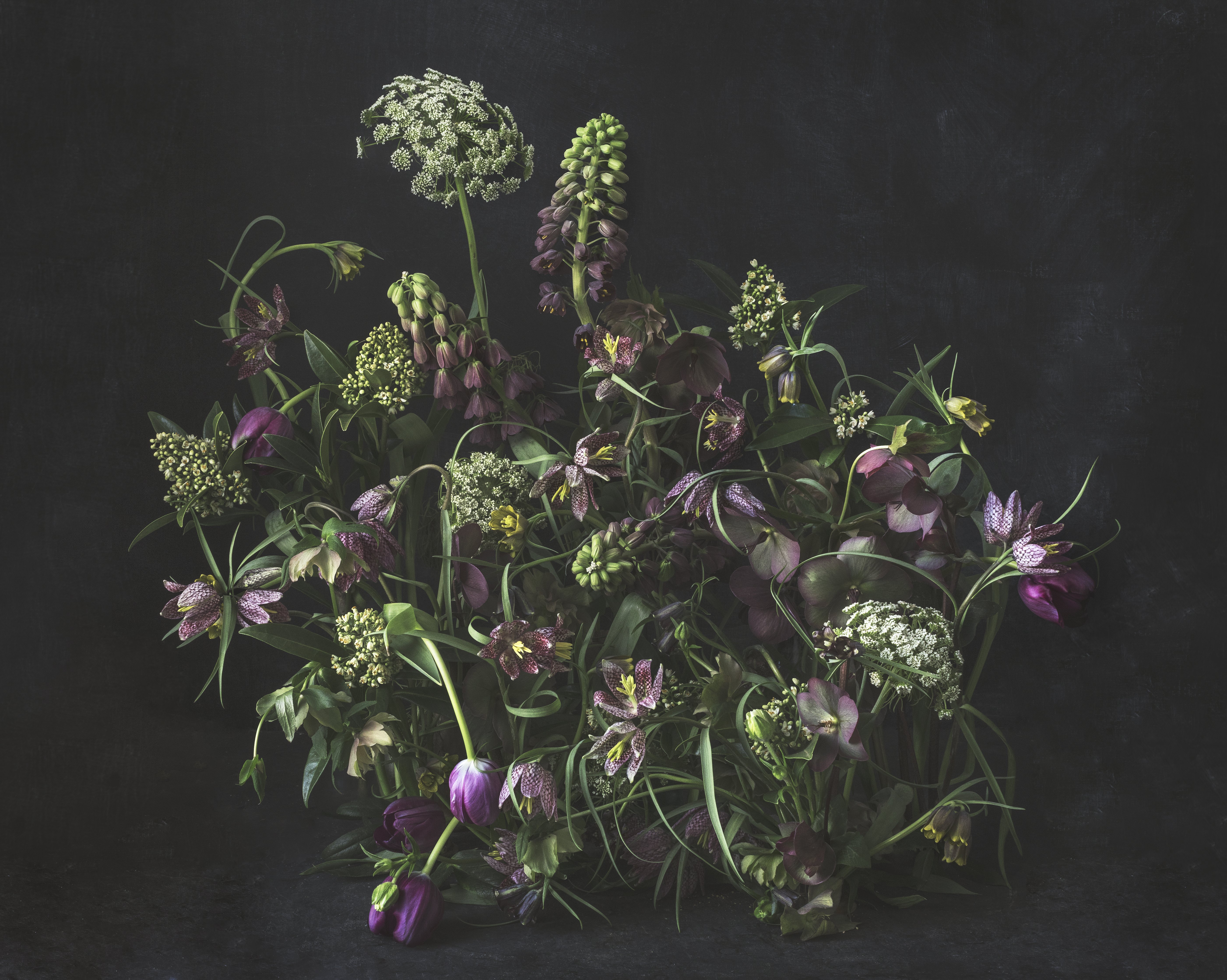 Kuvatapetti Cello Fritillaria 360x265cm kuitu