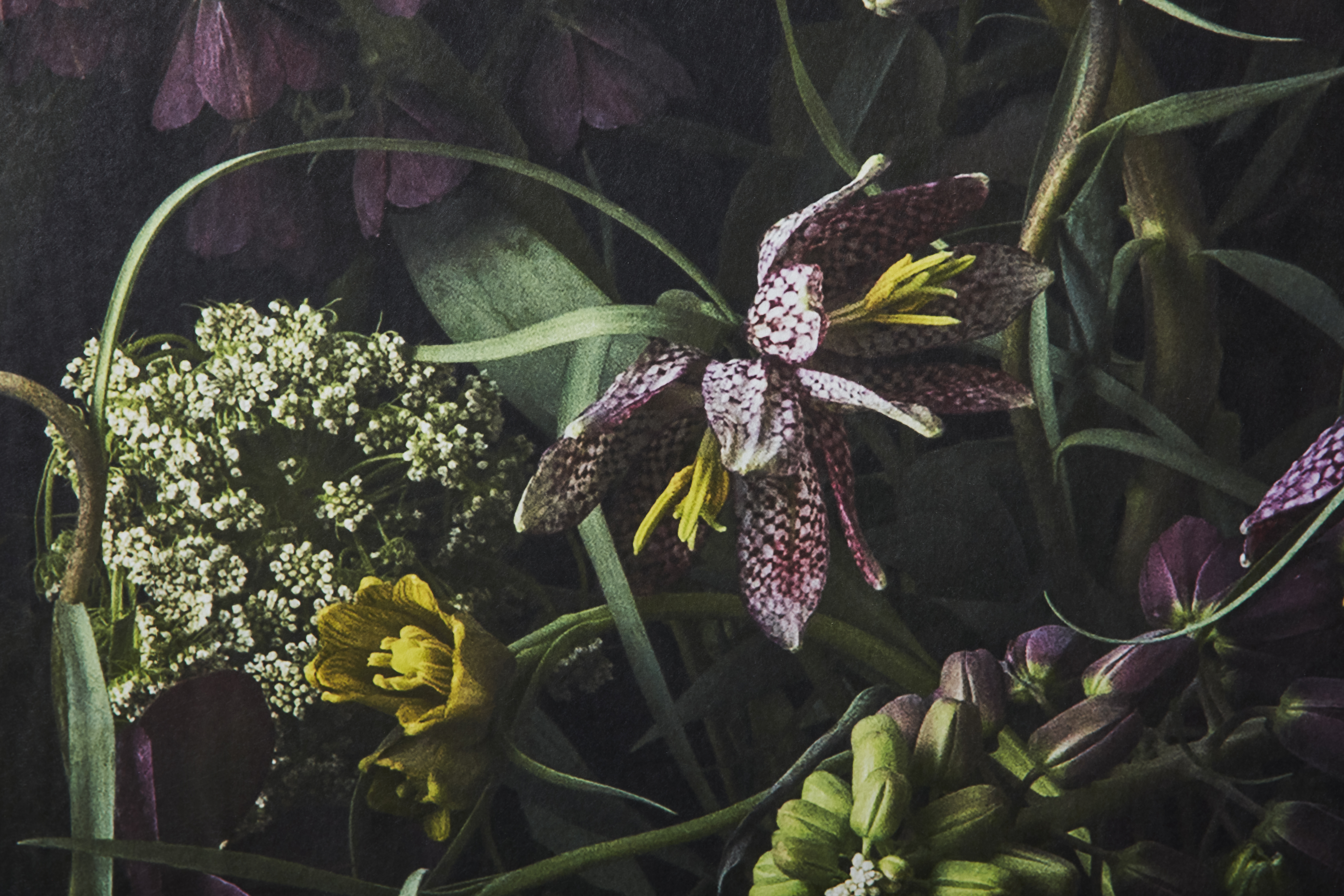 Kuvatapetti Cello Fritillaria 360x265cm kuitu