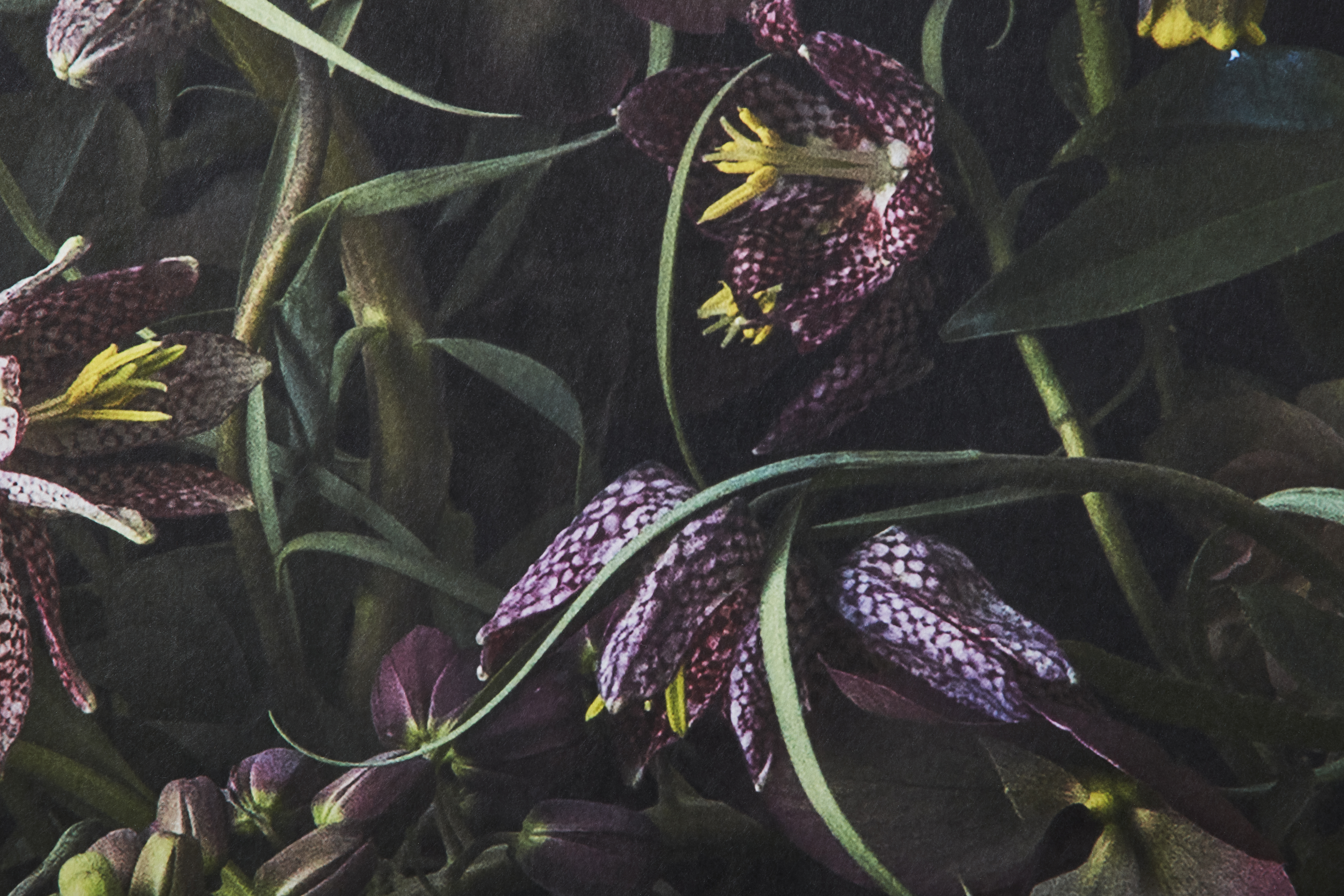 Kuvatapetti Cello Fritillaria 360x265cm kuitu