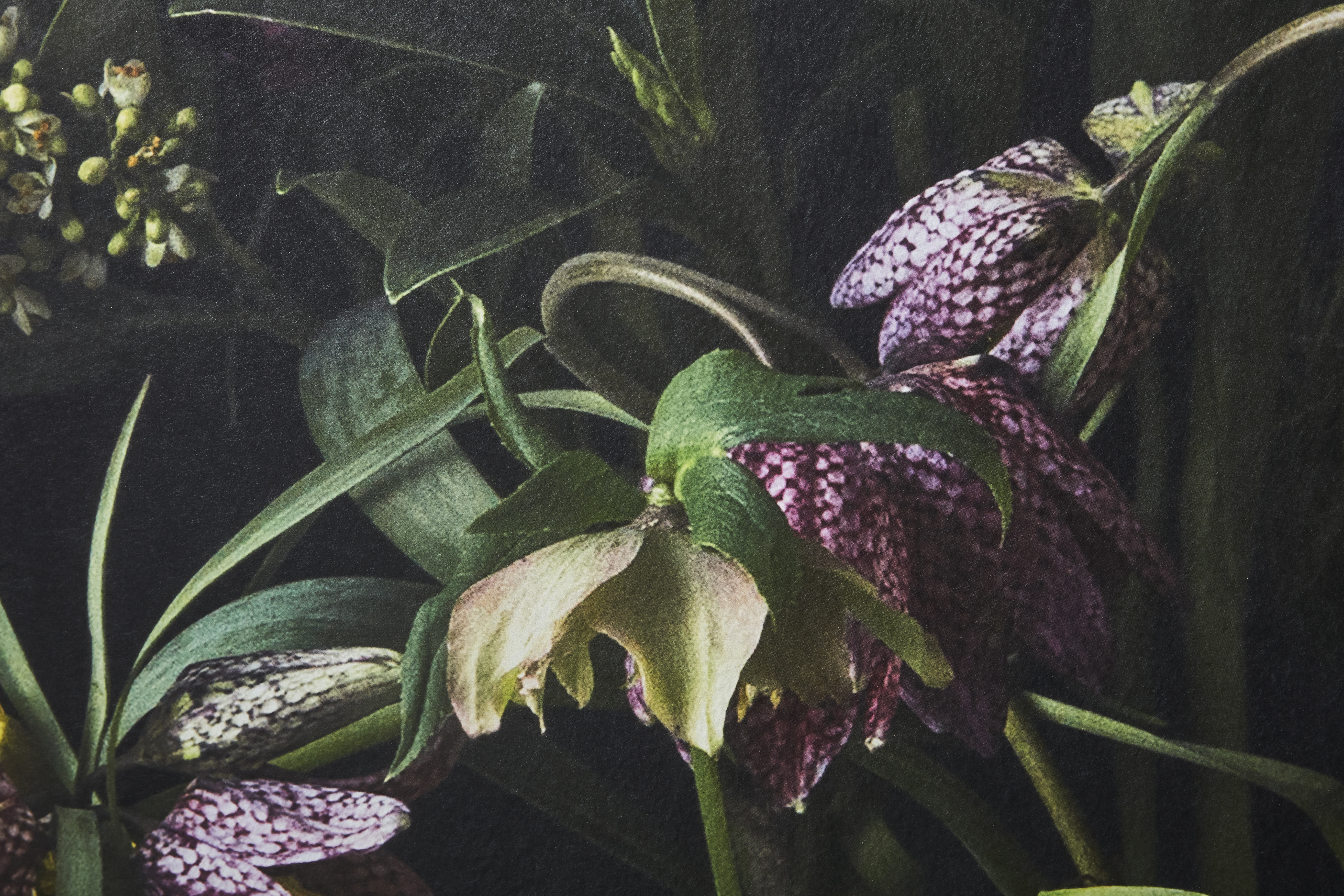 Kuvatapetti Cello Fritillaria 360x265cm kuitu