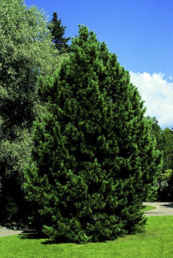 Iso Pinus täysi HD suku puoli vedio download