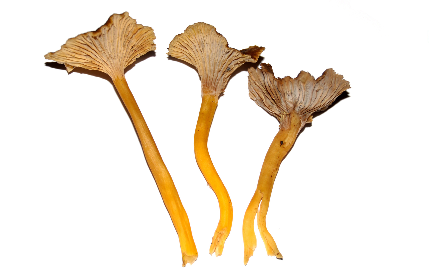 Suppilovahvero Suomi n.500g