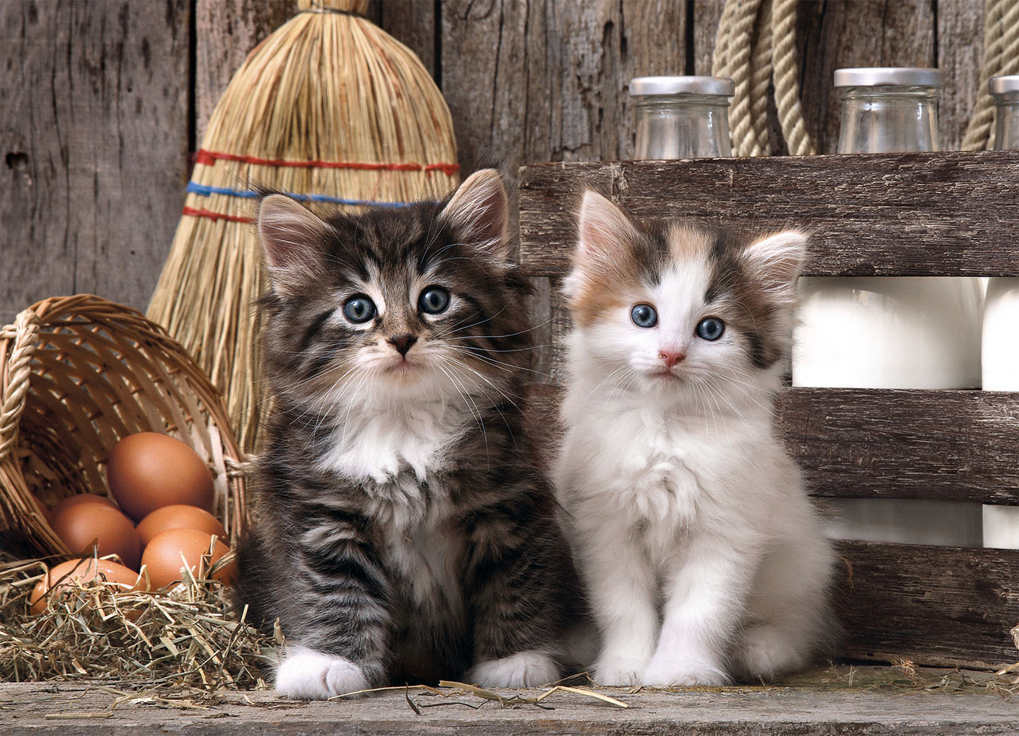 Palapeli 1000 Lovely Kittens