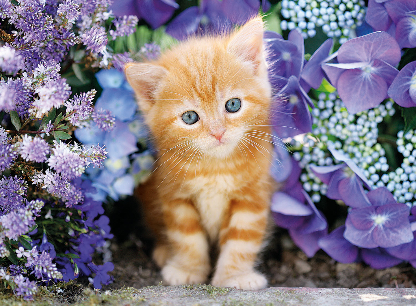 Palapeli 500 Ginger Cat