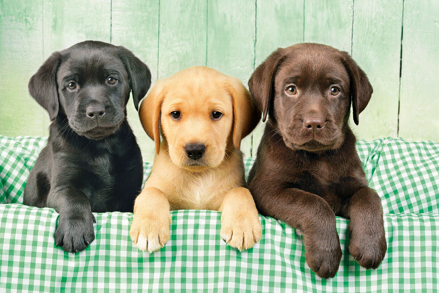 Palapeli 1000 I Tre Labrador