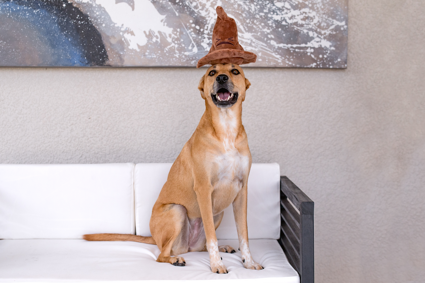 BARK x Harry Potter koiranlelu lajitteluhattu M-L