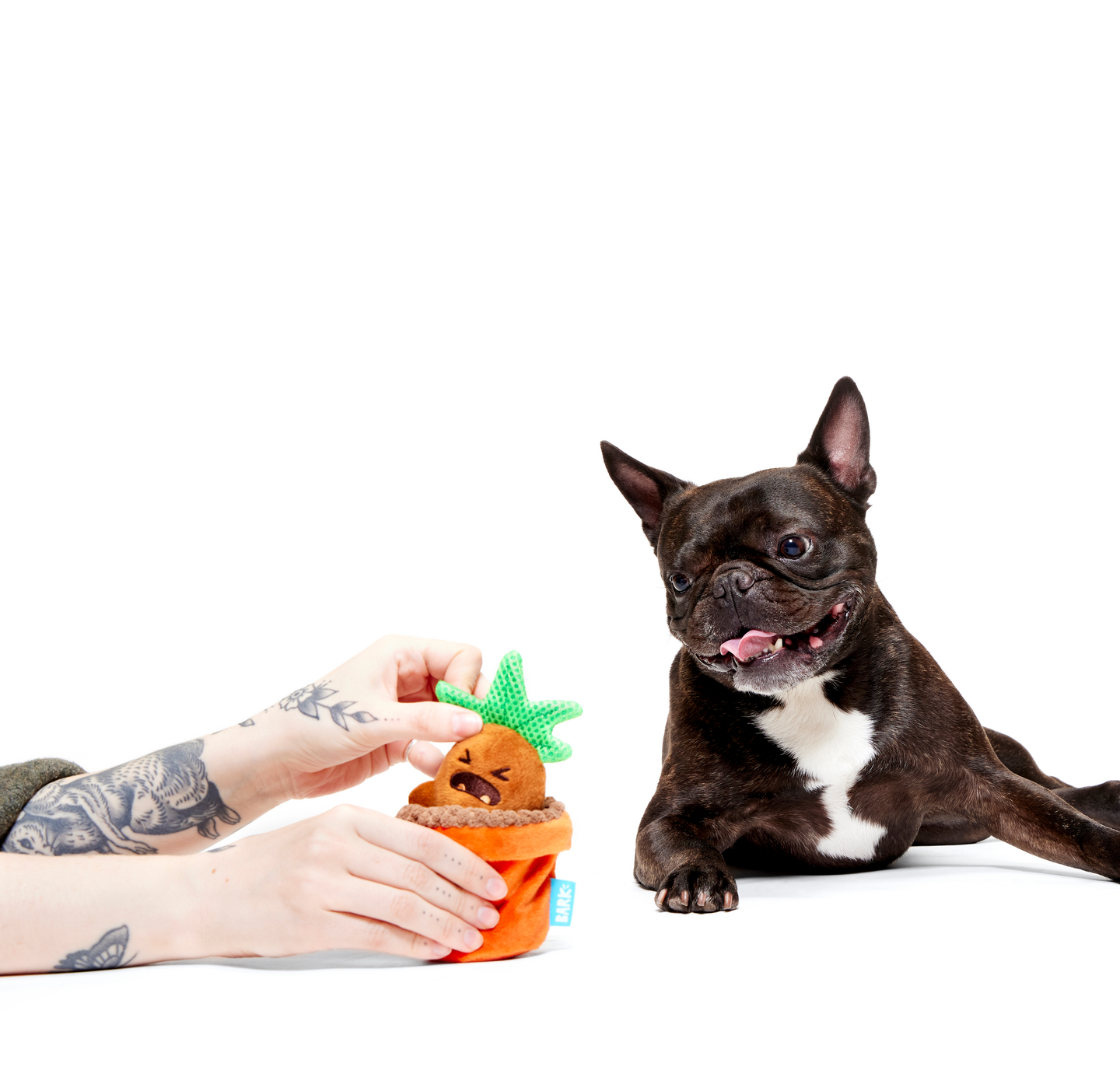BARK x Harry Potter koiranlelu alruuna XS-S