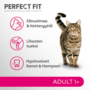 Perfect Fit Adult 1+ kana 1,4kg