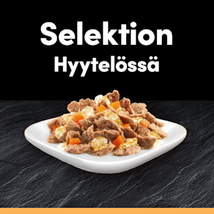 Cesar hyytelölajitelma 4x100g Kanaa & Porkkanaa, Häränlihaa & Kasviksia